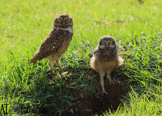 owl in the grass