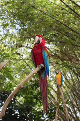 blue and yellow macaw