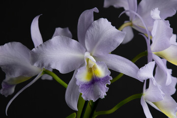 Catleia Orchid. Violet and yellow flowers in a dark background 