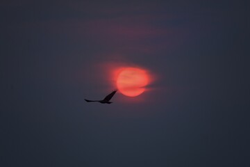 Eagle at sunset