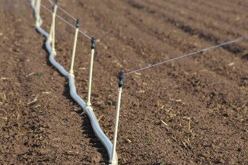 Close-up of agricultural drip irrigation system on tilled soil, showing plastic tubing and...