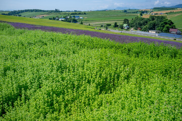 paisagens rurais de Hokkaido.	