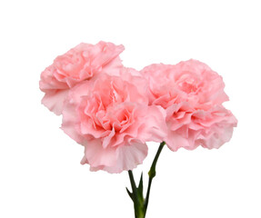 Stack Carnation flowers on white background