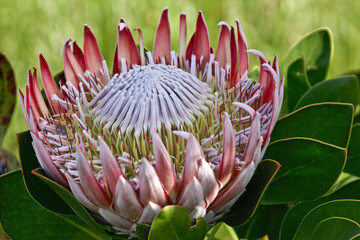 The king protea, national flower of South Africa