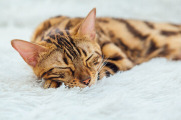 Bengal kitty cat laying on the white fury blanket