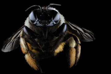 Extreme macro closeup of a bumblebee (Bombus pratorum) in black background
