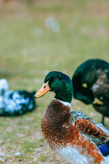 ducks in the park