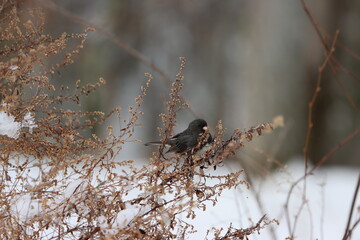 A dark-eyed junco feeds on dry wildflowers in winter