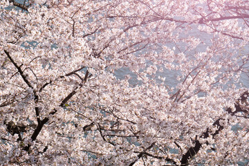 Cherry blossom blooming over the river.