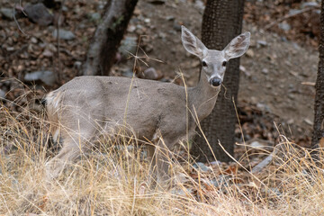 Naklejka na ściany i meble White-tailed Deer (Odocoileus virginianus)