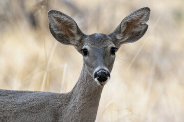 White-tailed Deer (Odocoileus virginianus)
