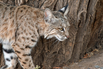 Bobcat (Lynx rufus)