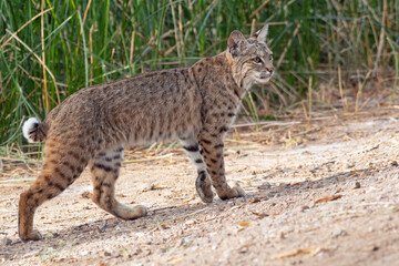 Obraz na płótnie Canvas Bobcat (Lynx rufus)