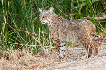 Obraz premium Bobcat (Lynx rufus)