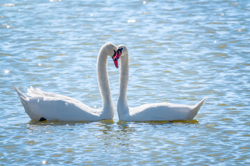 Naklejka na ściany i meble Mating games of a pair of white swans. Swans swimming on the water in nature. Valentine's Day background