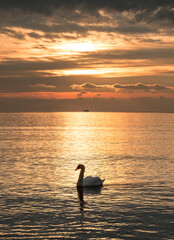 Welcoming the sunrise on the Black Sea coast in the morning and swan