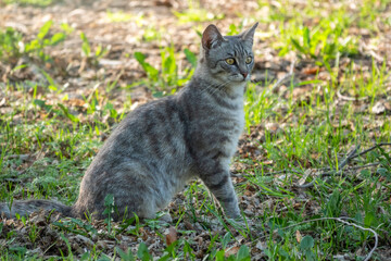 A beautiful fluffy gray cat sits on a green lawn in the sunset light