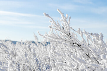 snow covered branches rime in Siberia