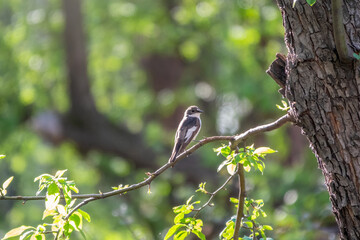 European pied flycatcher male sitting on branch. Cute little black white songbird with green background.
