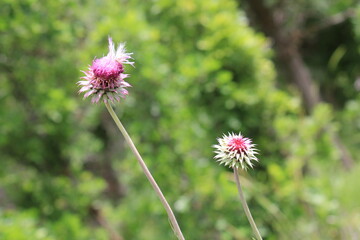 vibrant pink thistle flower in bloom