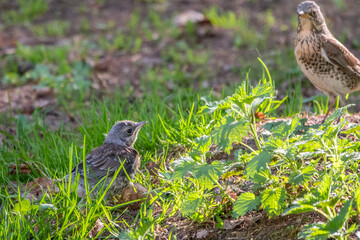A fieldfare chick, Turdus pilaris, has left the nest and sitting on the spring lawn. A fieldfare...