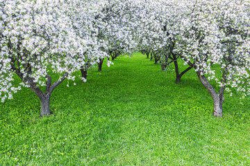 rows of beautifully blossoming white apple trees on a green lawn in spring garden. aerial photo