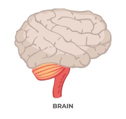 Brain organ, anatomy and biology lessons or study