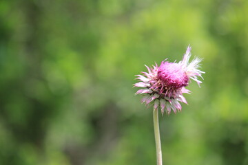 vibrant pink thistle flower in bloom