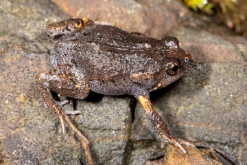 Close up of Dusky Toadlet