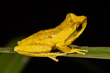 Whirring Tree Frog resting on green leaf