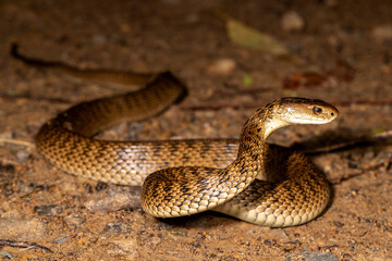 Rough-scaled Snake in striking position
