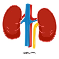 Kidneys of human organism, biology and anatomy