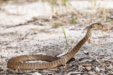 Rough-scaled Snake flickering tongue