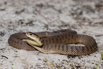 Rough-scaled Snake in striking position