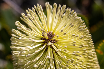 Naklejka na ściany i meble Close up of Wallum Banksia flower