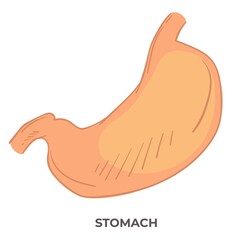 Stomach organ of human body, anatomy structure