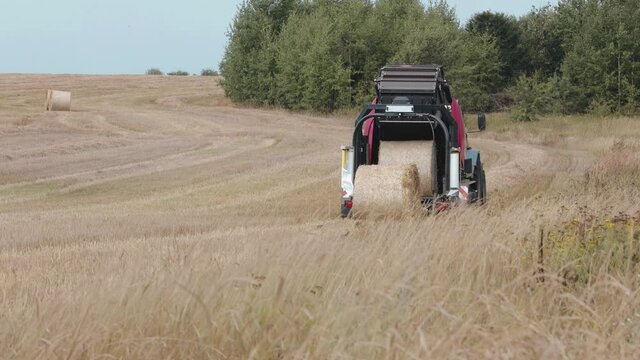 Rear view of a baler unloading twisted straw rolls on a field of stubble after harvesting. In the foreground, the ears of rye are swaying in the wind