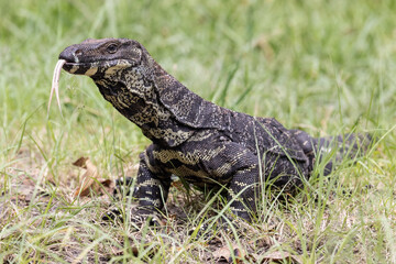 Lace Monitor Lizard flickering it's tongue