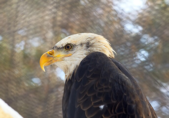 The head of a bald eagle. A bird of prey from the family of hawks with a white head, a yellow beak, and a red eye in profile