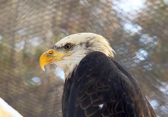 Foto op Plexiglas The head of a bald eagle. A bird of prey from the family of hawks with a white head, a yellow beak, and a red eye in profile © ArhSib