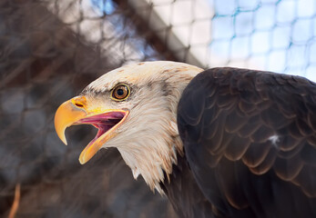 The head of a bald eagle. A bird of prey from the family of hawks with a white head, an open yellow beak and a red eye in profile