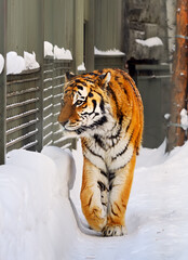 Amur tiger in the snow. A large wild predator with orange striped fur walks along a path among snowdrifts