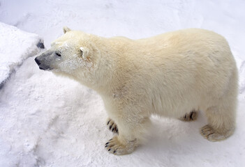 Obraz na płótnie Canvas Polar bear in the snow. Large wild animal close-up with thick white fur, inhabitant of the Arctic seas