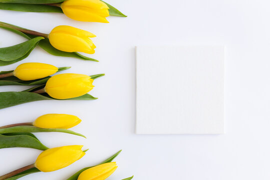 Flat lay, yellow tulips on white background, empty frame. Greeting card concept