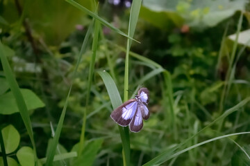 ウラゴマダラシジミの飛翔（北海道・鶴居村）
