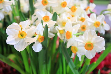 Fototapeta na wymiar White narcissus daffodil in flower bed for early spring bulb cottage garden with copy space