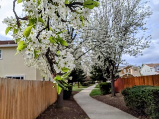 Flowering trees surrounding a walking path through a housing development 