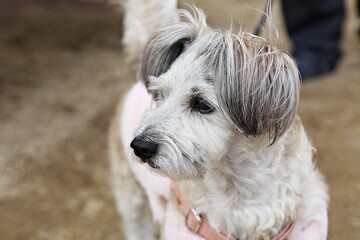 한국의강아지입니다