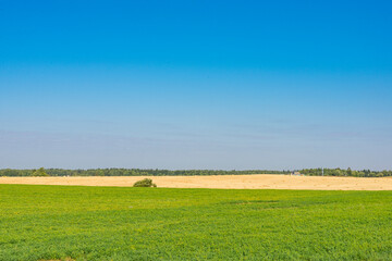 Belorussian meadows at the harvest time