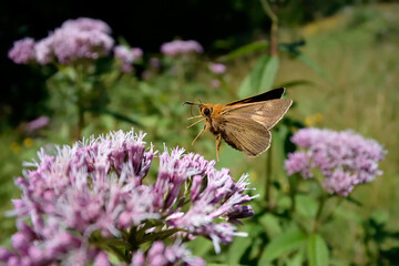 キバネセセリの飛翔（北海道・知床）
